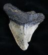 Bargain Megalodon Tooth #10502-1